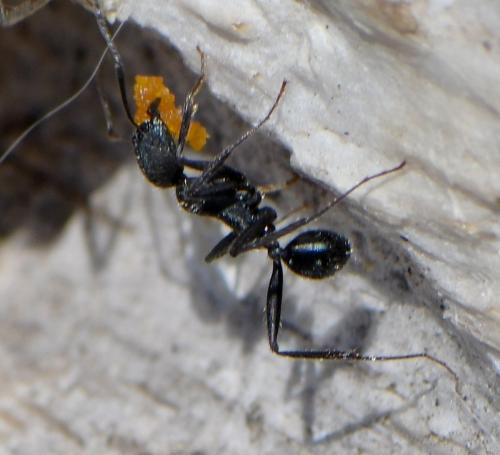 Réf. 263 654 : Aphaenogaster senilis